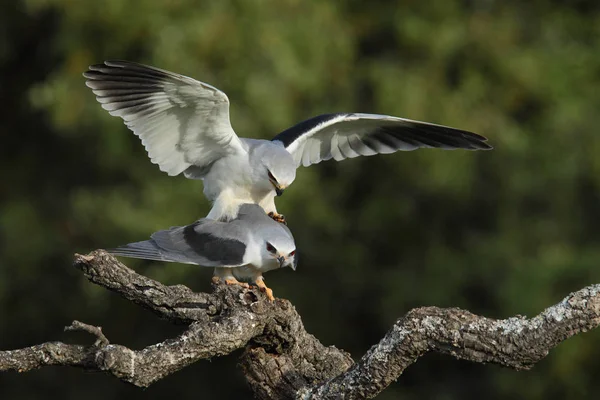 Uçurtma siyah kanatlı