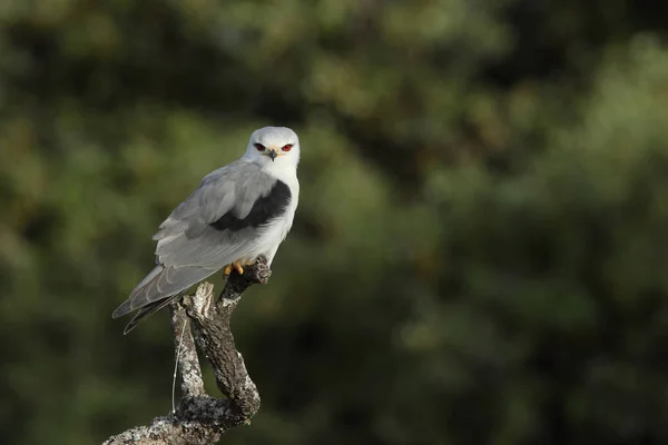 Μαύρο φτερωτό kite — Φωτογραφία Αρχείου