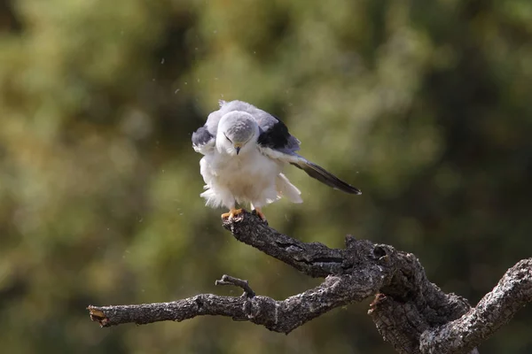 Black winged kite — Stock Photo, Image