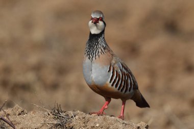 Red partridge - Alectoris rufa clipart