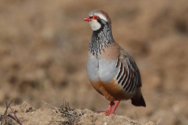 Kırmızı keklik - Alectoris rufa