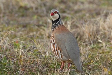 Kırmızı keklik - Alectoris rufa