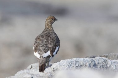 Rock ptarmigan Alpler üzerinde