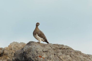Rock ptarmigan Alpler üzerinde