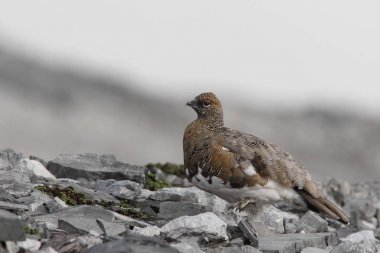 Rock ptarmigan Alpler üzerinde