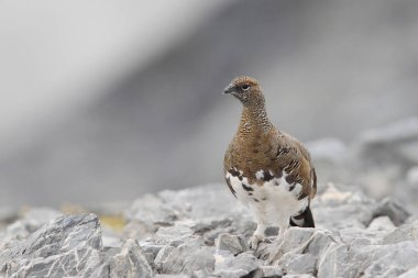 Rock ptarmigan Alpler üzerinde