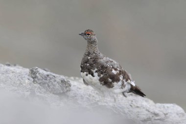 Rock ptarmigan Alpler üzerinde