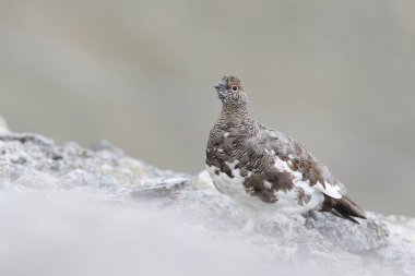 Rock ptarmigan Alpler üzerinde