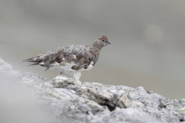 Rock ptarmigan Alpler üzerinde