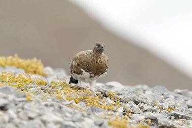 Rock ptarmigan Alpler üzerinde