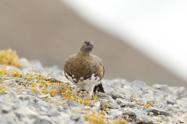 Rock ptarmigan Alpler üzerinde