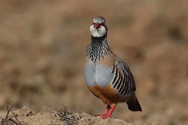 Red partridge - Alectoris rufa — Stock Photo, Image