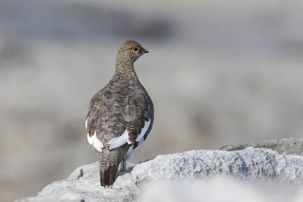 Ptarmigan de roca en los Alpes —  Fotos de Stock