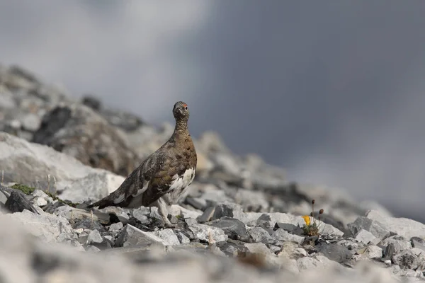 Rock ptarmigan op de Alpen — Stockfoto