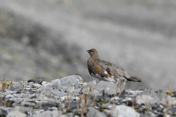 Rock ptarmigan op de Alpen — Stockfoto