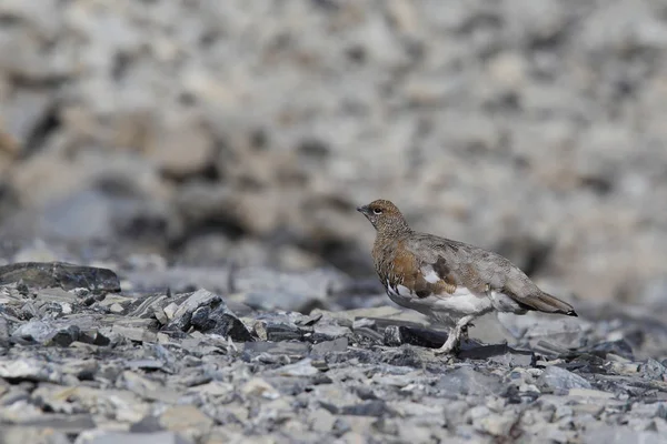 Rock ptarmigan op de Alpen — Stockfoto