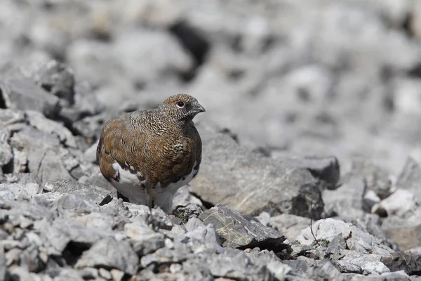 Rock ptarmigan on the alps