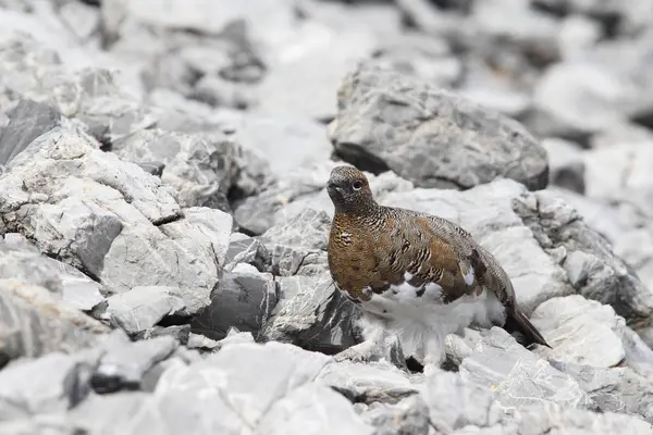 在阿尔卑斯山的岩雷鸟 — 图库照片