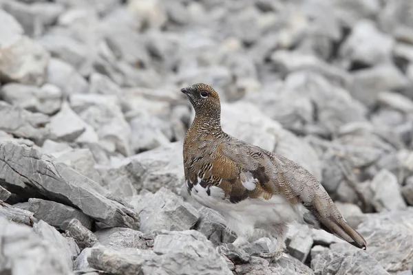 Rock ptarmigan on the alps