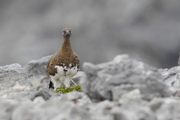 Rock ptarmigan on the alps