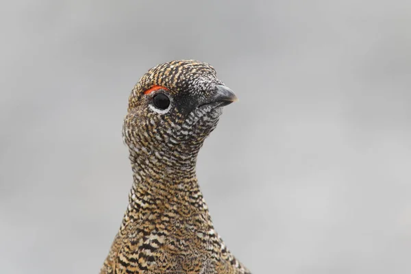 Skála ptarmigan na Alpy — Stock fotografie