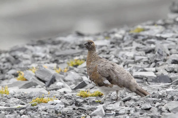 Rock ptarmigan on the alps