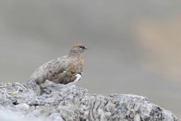 Rock ptarmigan on the alps