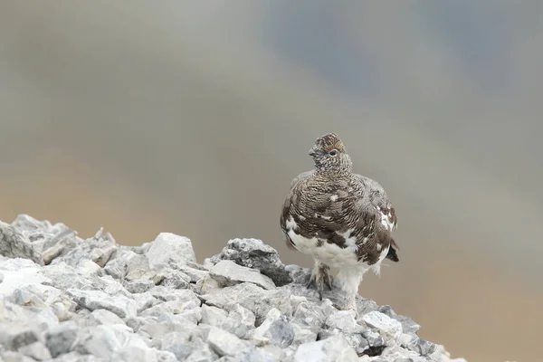 Rock ptarmigan on the alps