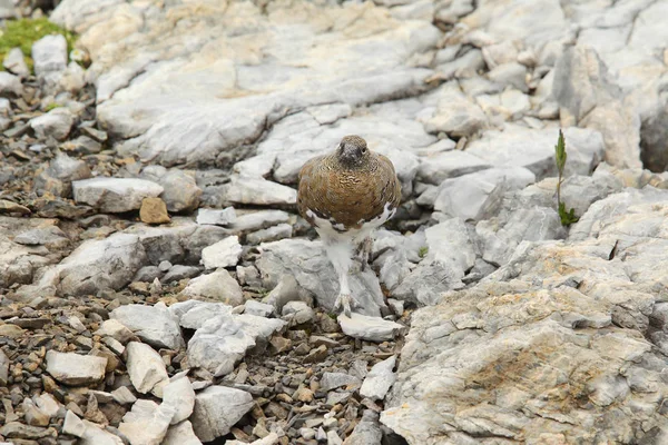 Rock ptarmigan on the alps