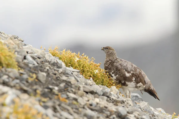 Rock ptarmigan Alpler üzerinde