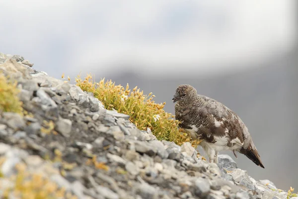 Rock ptarmigan on the alps