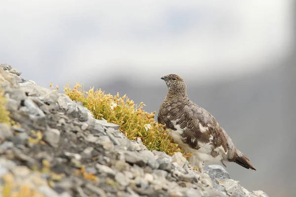 Rock ptarmigan on the alps