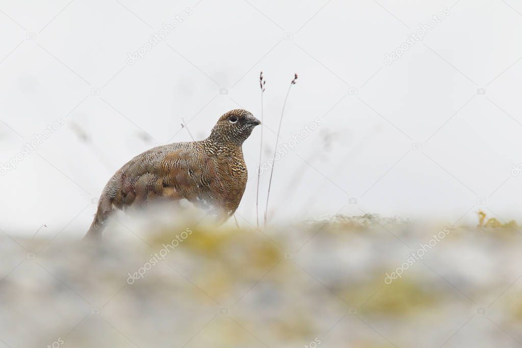 Rock ptarmigan on the alps