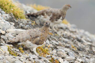 Rock ptarmigan Alpler üzerinde