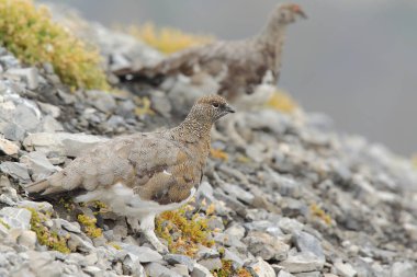 Rock ptarmigan Alpler üzerinde