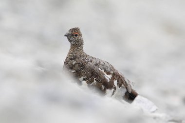 Rock ptarmigan Alpler üzerinde