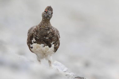 Rock ptarmigan Alpler üzerinde