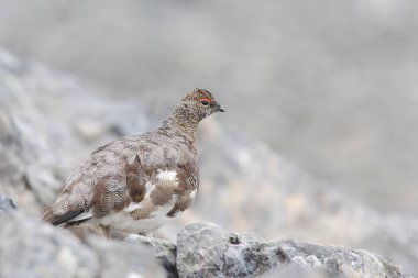 Rock ptarmigan Alpler üzerinde