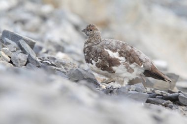 Rock ptarmigan Alpler üzerinde