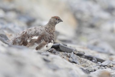Rock ptarmigan Alpler üzerinde