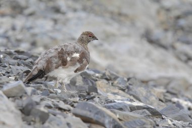 Rock ptarmigan Alpler üzerinde