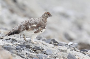 Rock ptarmigan Alpler üzerinde