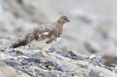 Rock ptarmigan Alpler üzerinde
