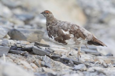 Rock ptarmigan Alpler üzerinde