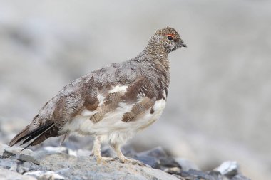 Rock ptarmigan Alpler üzerinde