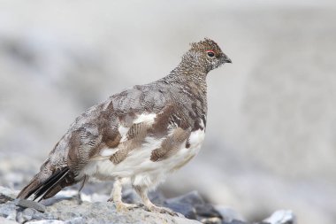Rock ptarmigan Alpler üzerinde