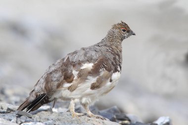 Rock ptarmigan Alpler üzerinde