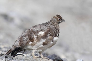 Rock ptarmigan Alpler üzerinde