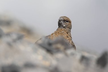 Rock ptarmigan Alpler üzerinde