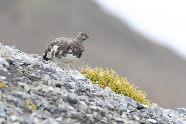 Felsenptarmigan auf den Alpen — Stockfoto